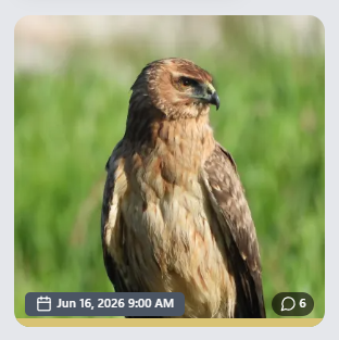 Comment count on tile view
