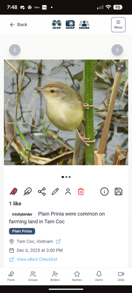 Bird sighting 4