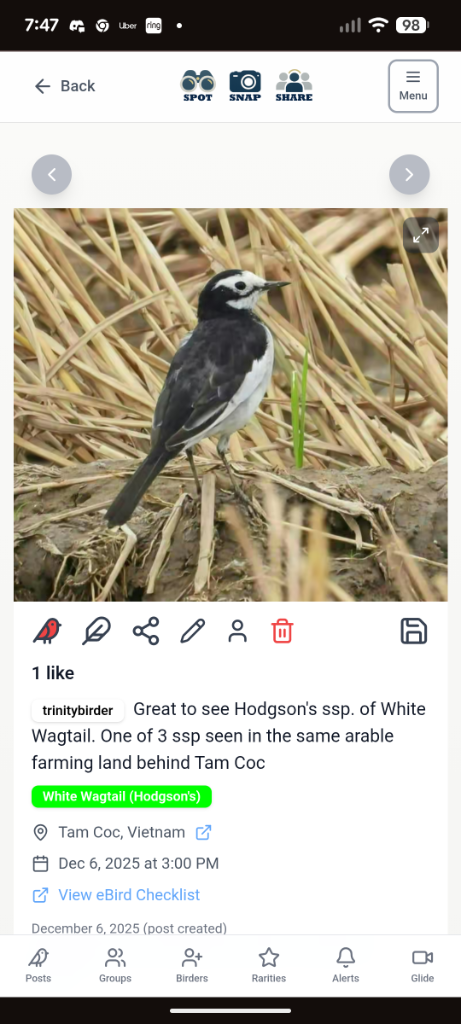 Bird sighting 3