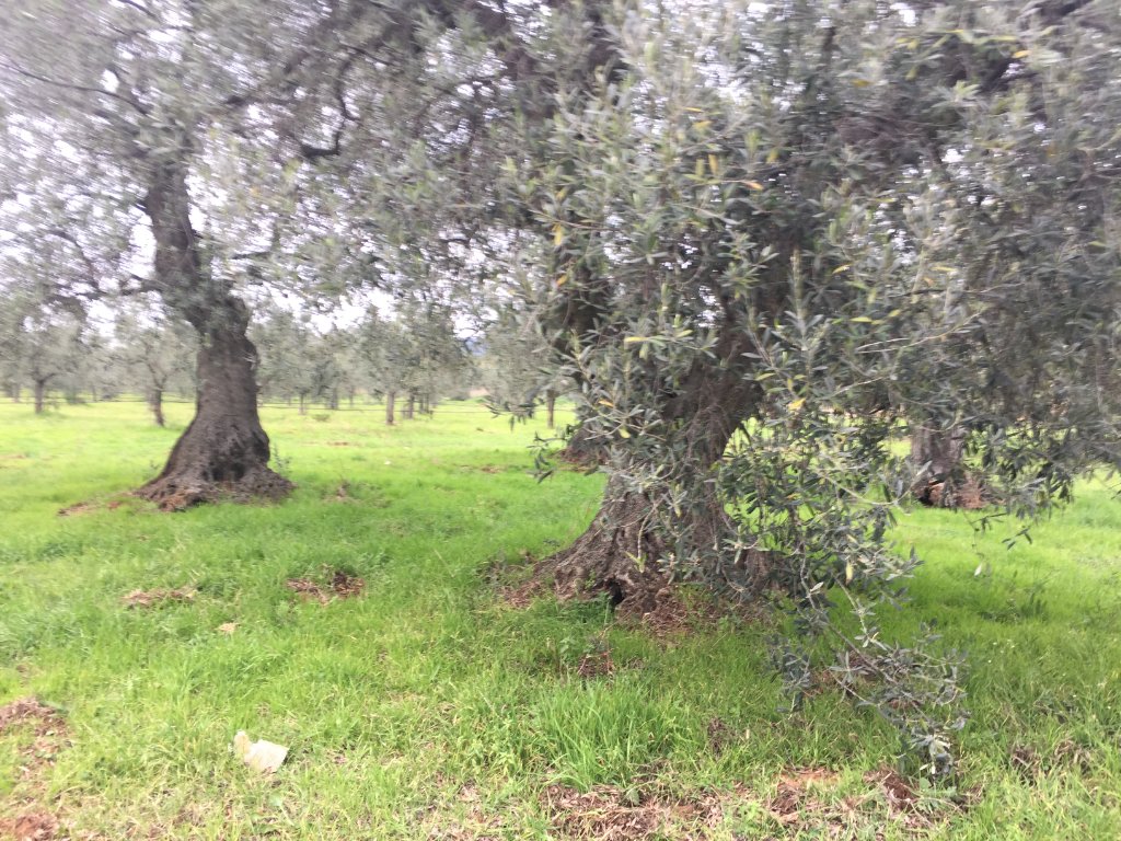 Alberi d'ulivo centenari