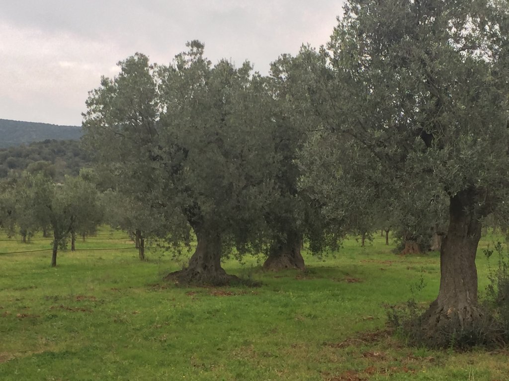Ulivi nell'uliveto toscano