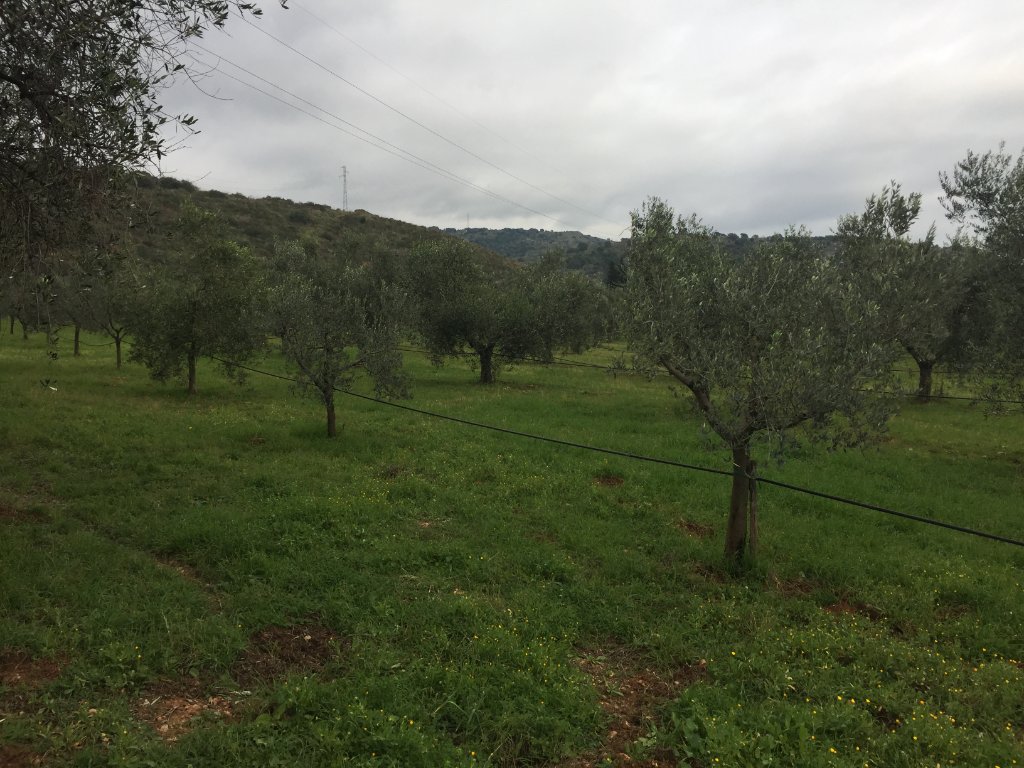 Panorama dell'uliveto toscano