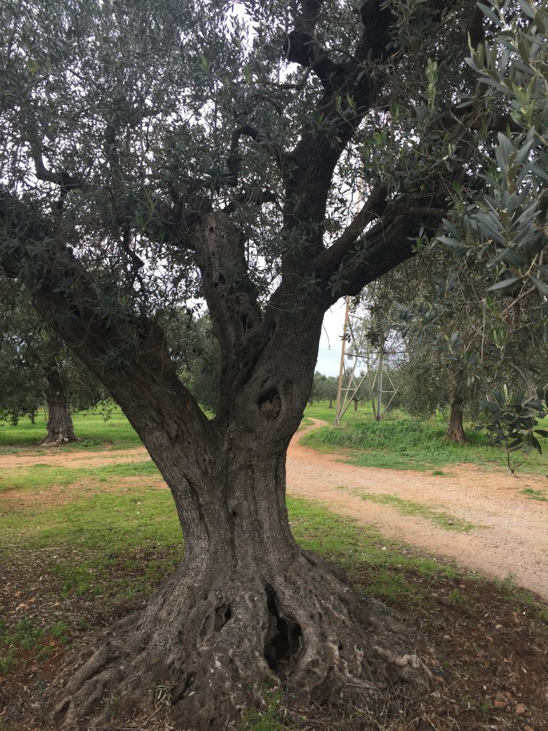 Ulivo centenario nell'uliveto toscano