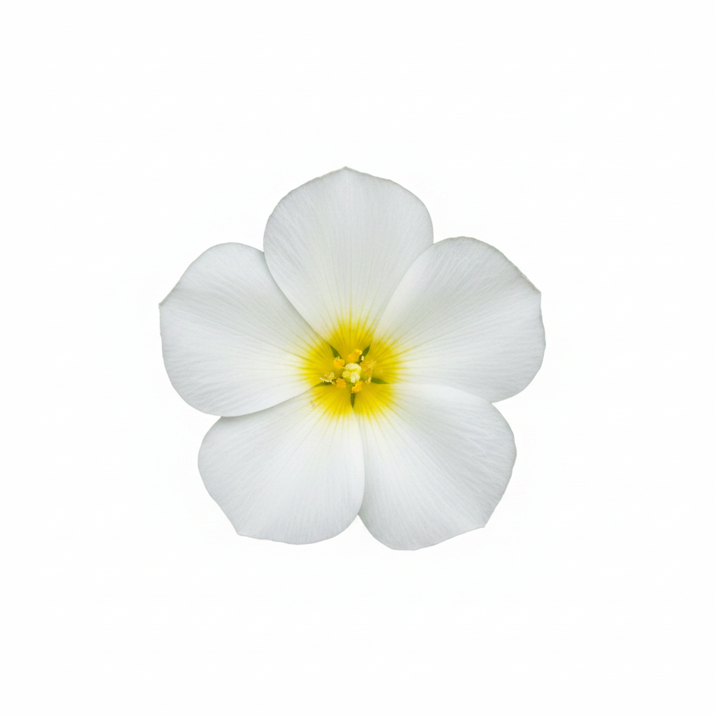 White Garden Flower