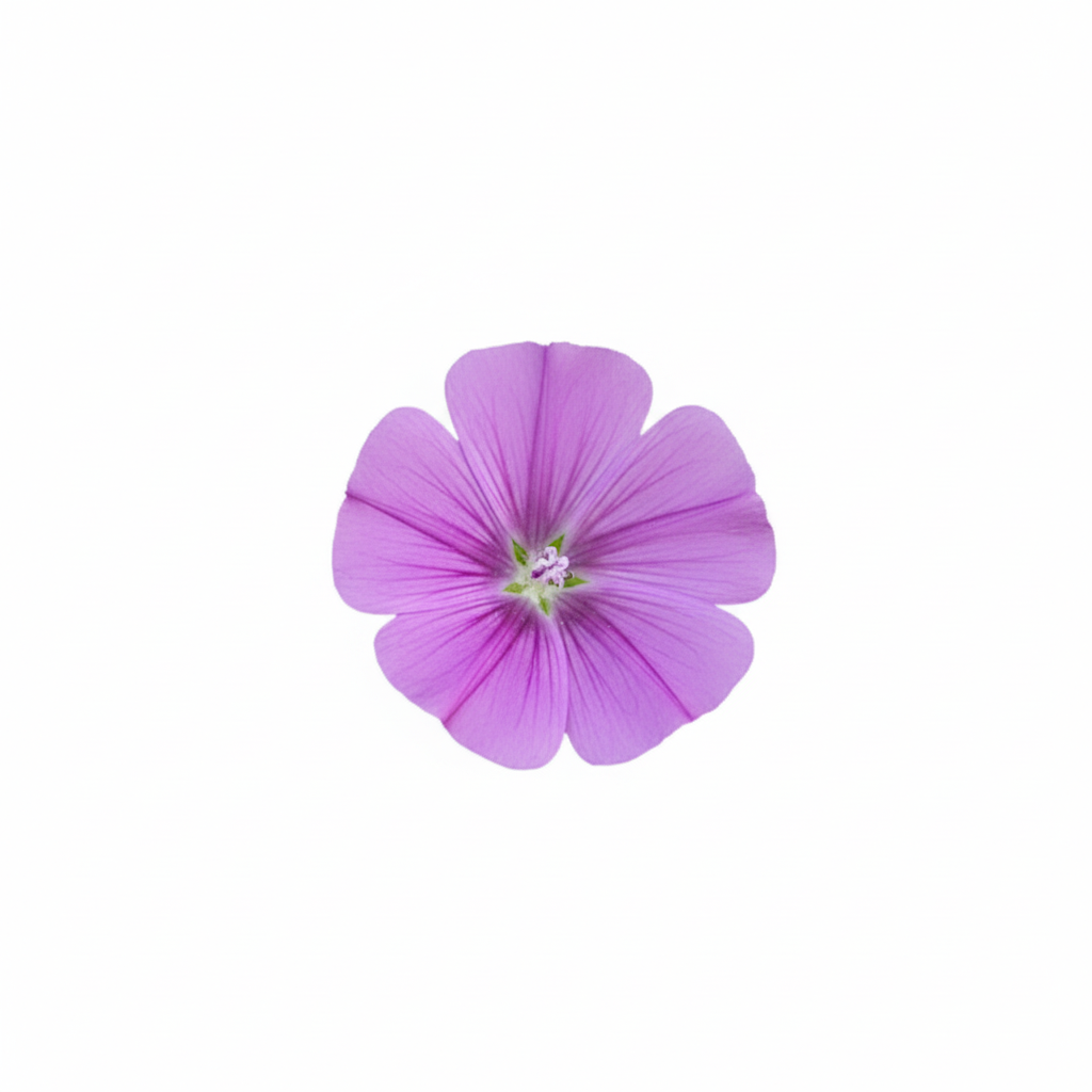 Mallow Bindweed