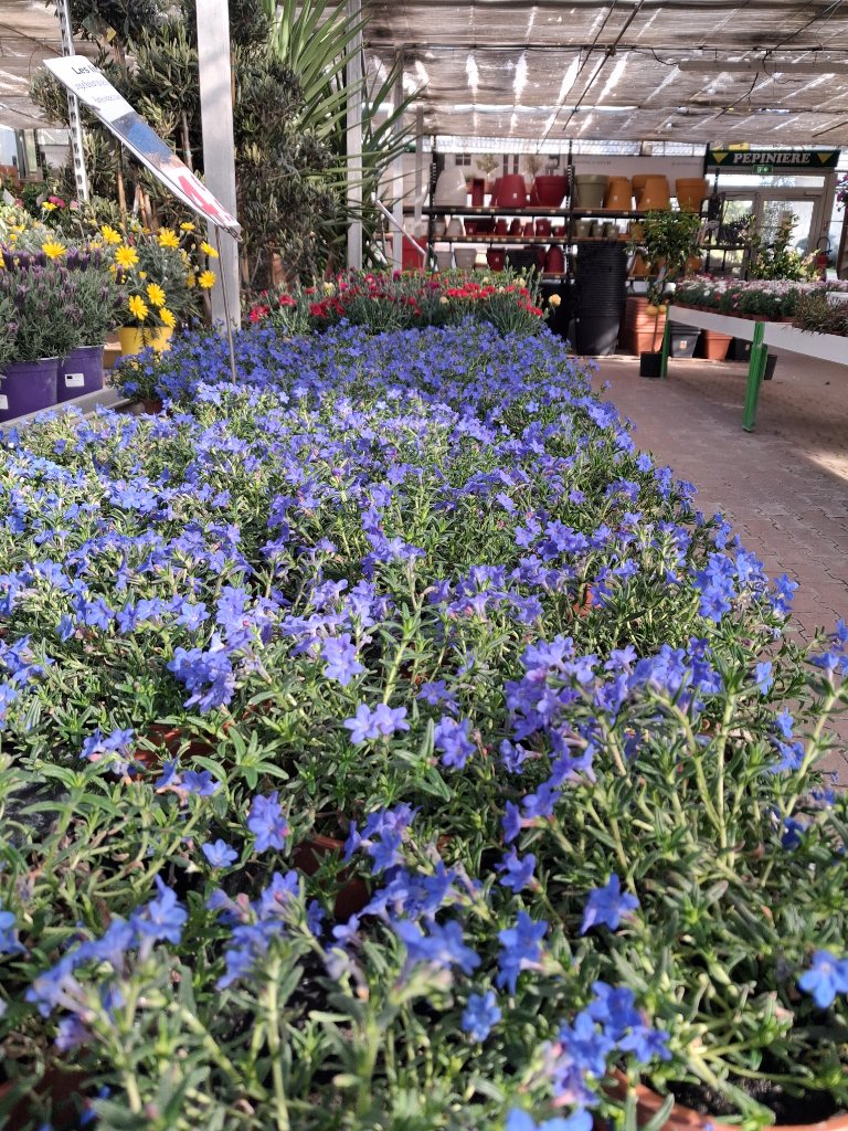 Fleurs de Saison - Passion Jardin Châteaurenard 7