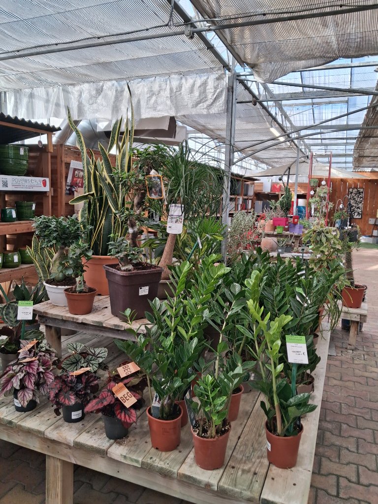 Plantes d'Intérieur - Passion Jardin Châteaurenard 7