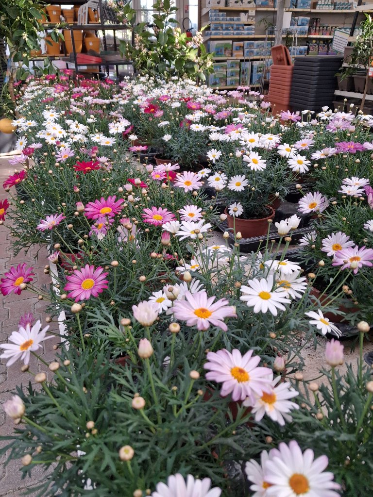 Fleurs de Saison - Passion Jardin Châteaurenard 10