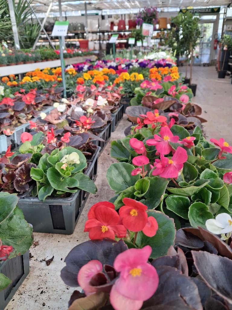 Fleurs de Saison - Passion Jardin Châteaurenard 8