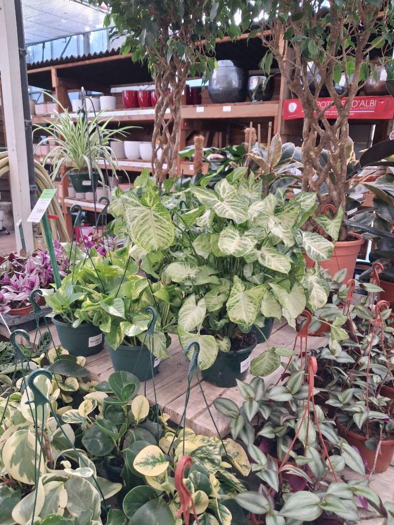 Plantes d'Intérieur - Passion Jardin Châteaurenard 8