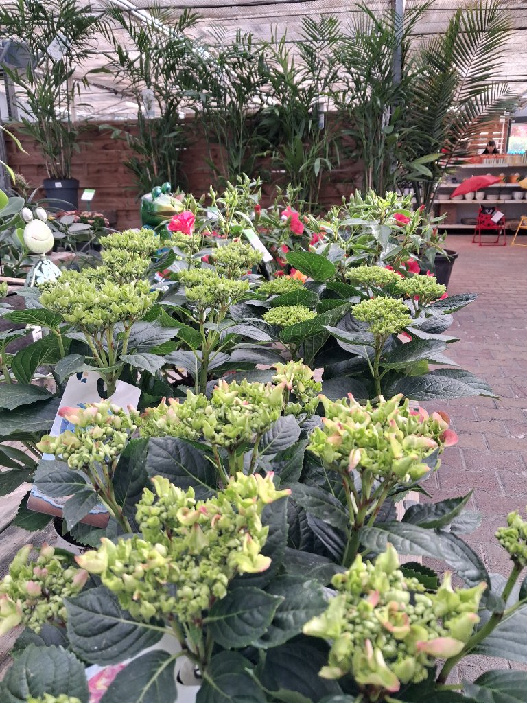 Fleurs de Saison - Passion Jardin Châteaurenard 14