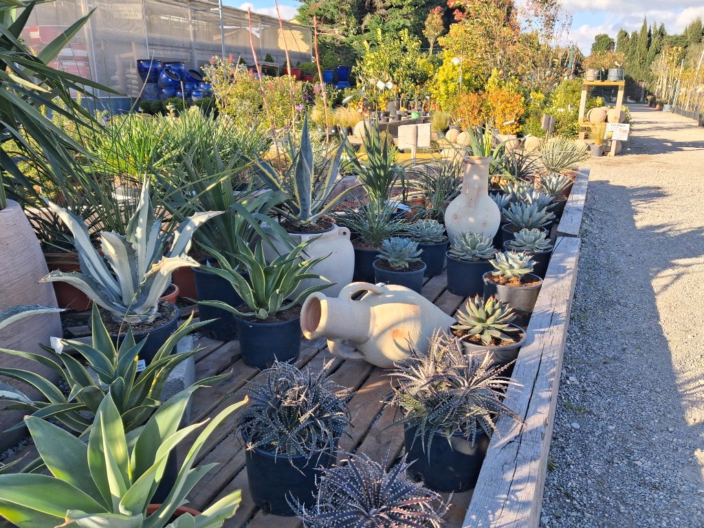 Plantes Méditerranéennes - Passion Jardin Châteaurenard 6
