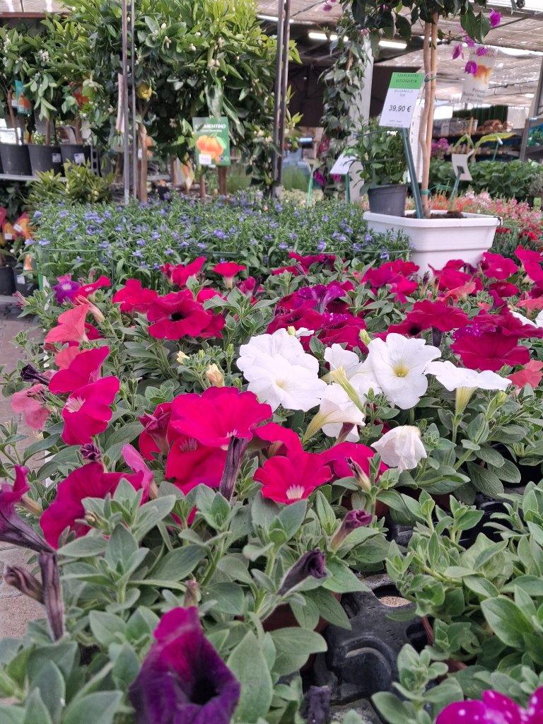 Fleurs de Saison - Passion Jardin Châteaurenard 11