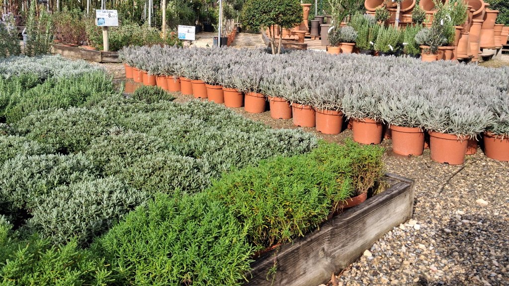 Plantes Aromatiques - Passion Jardin Châteaurenard 5