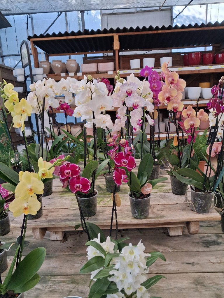 Plantes d'Intérieur - Passion Jardin Châteaurenard 9