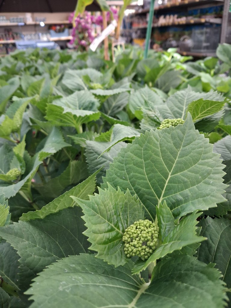 Fleurs de Saison - Passion Jardin Châteaurenard 12