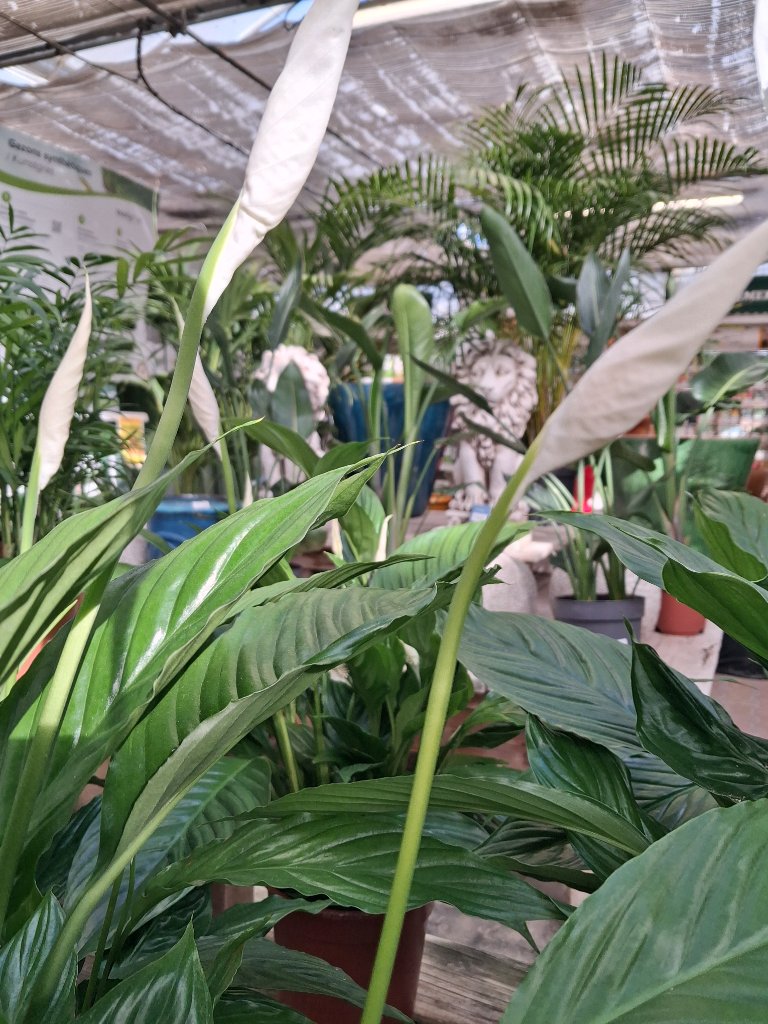 Plantes d'Intérieur - Passion Jardin Châteaurenard 5