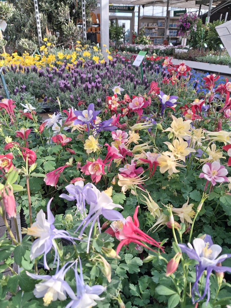 Fleurs de Saison - Passion Jardin Châteaurenard 6