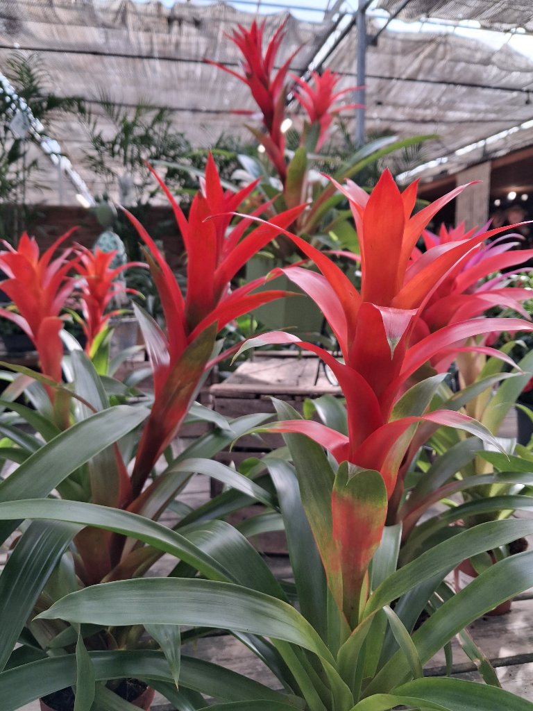 Fleurs de Saison - Passion Jardin Châteaurenard 13