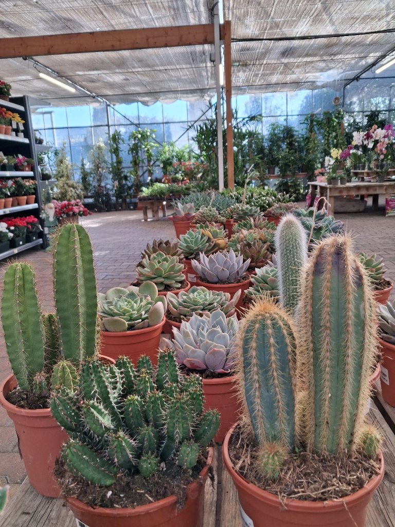 Plantes d'Intérieur - Passion Jardin Châteaurenard 6