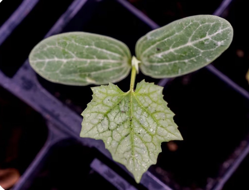 Garden seedlings sprouting