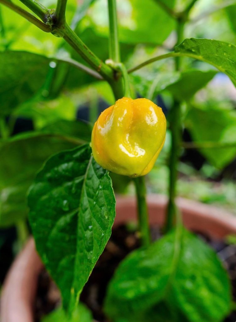 Ripening pepper on the plant