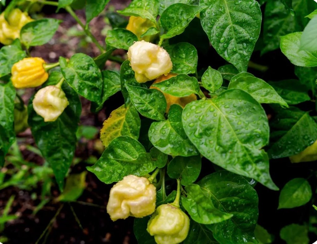 Peppers ready for harvest