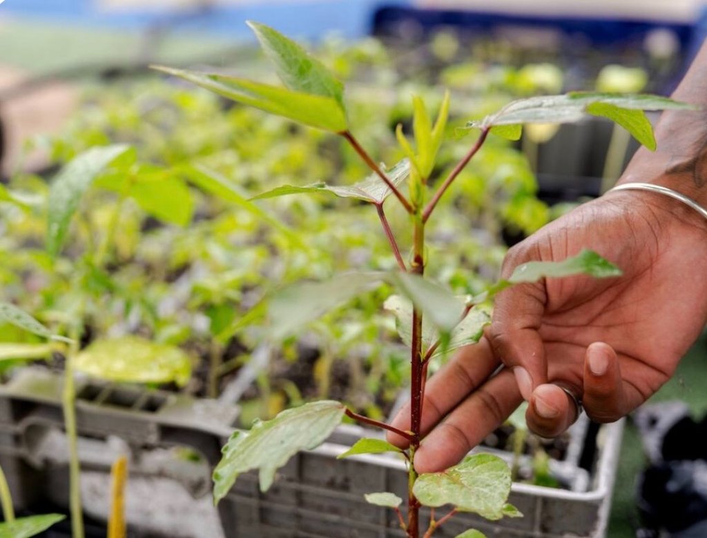 Hands tending young plant sprouts