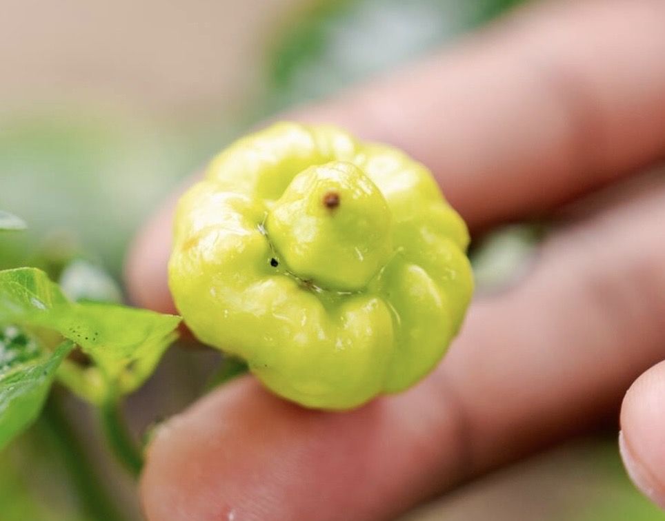 Fresh pepper growing on the vine