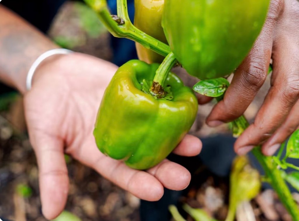 Hands harvesting a bell pepper