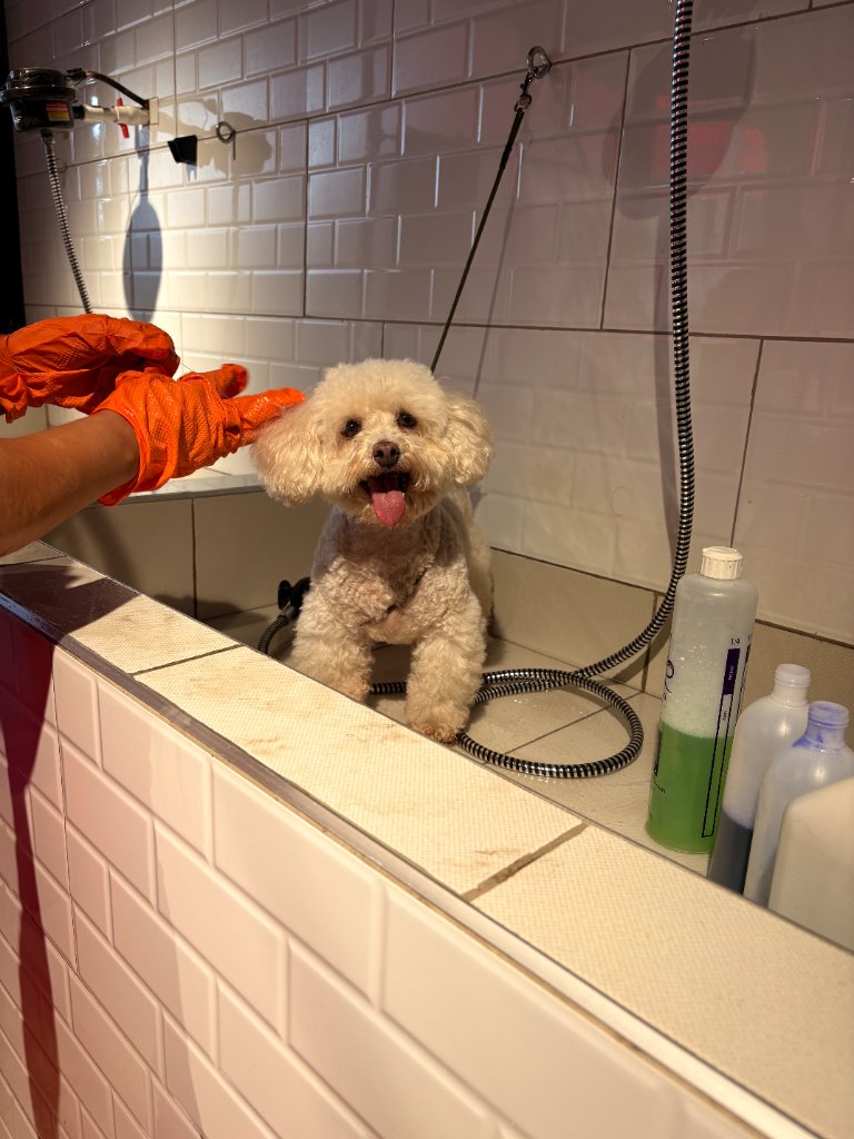 Grooming profesional