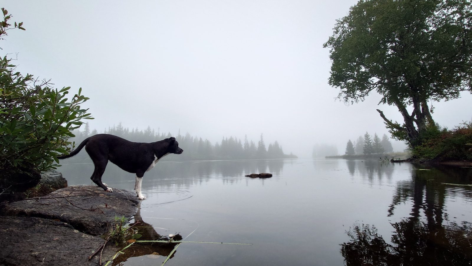 A dog at the edge of a fog-covered lake in southern New Brunswick