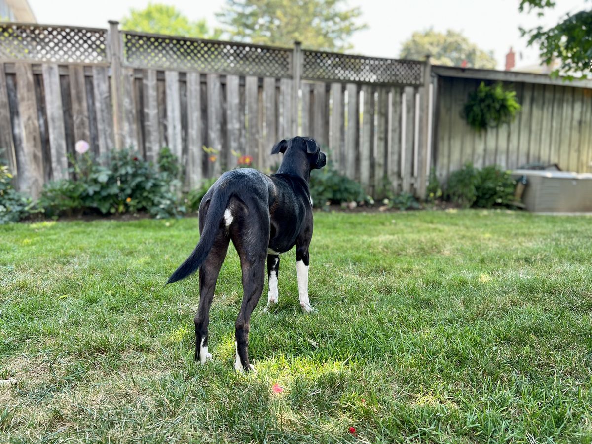 A dog standing in a fenced backyard