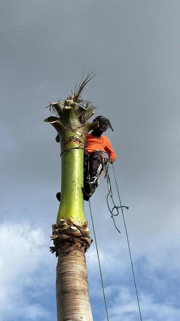 Expert Arborist Climbing