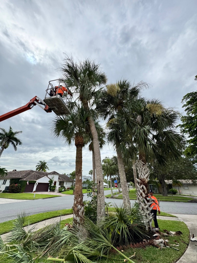 Palm Tree Trimming