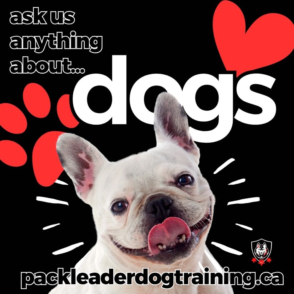 Pack Leader Training ask us about dogs social post