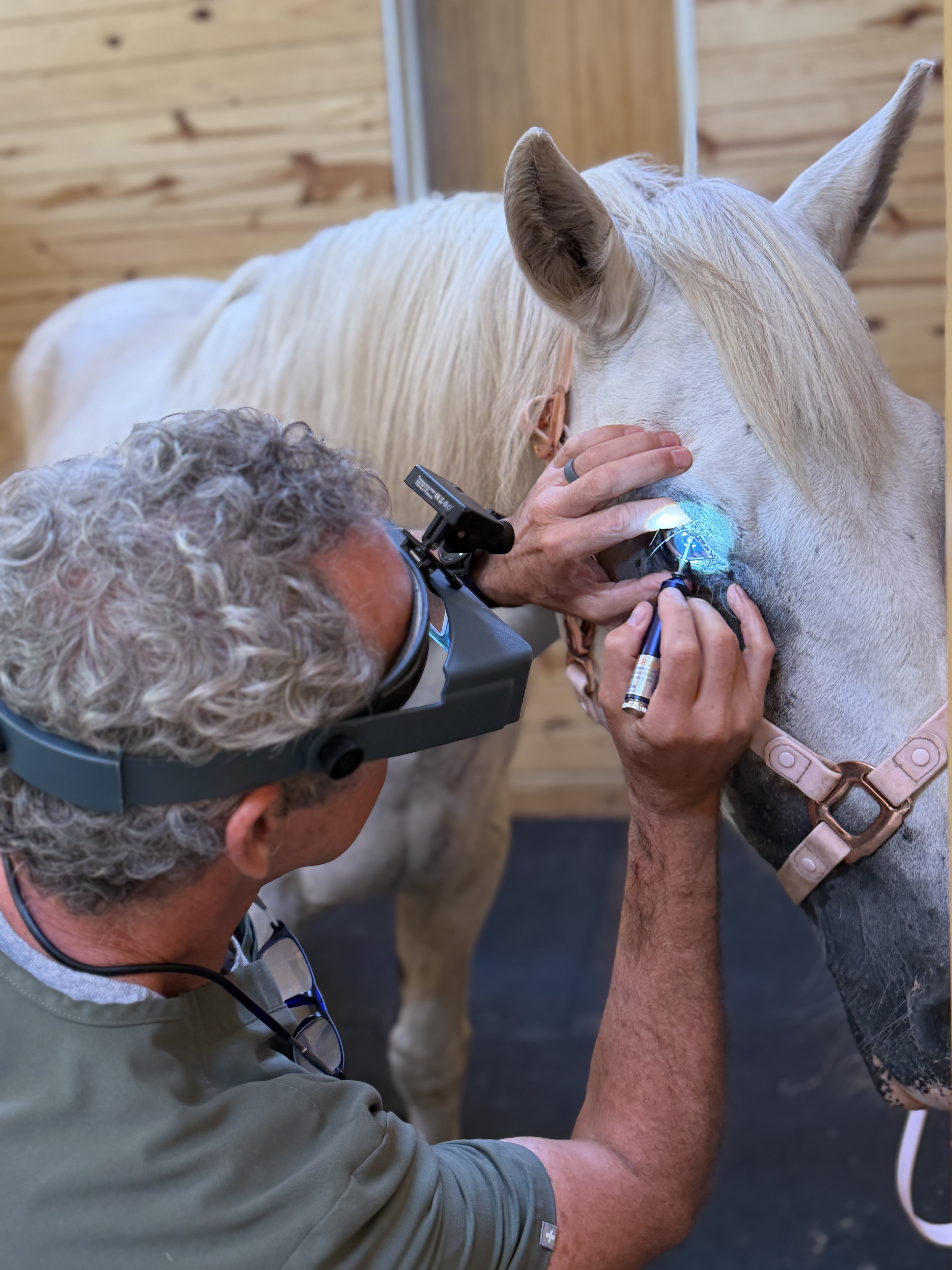 Equine Ophthalmology - Veterinary ophthalmology service at Animal Eye Care of Richmond