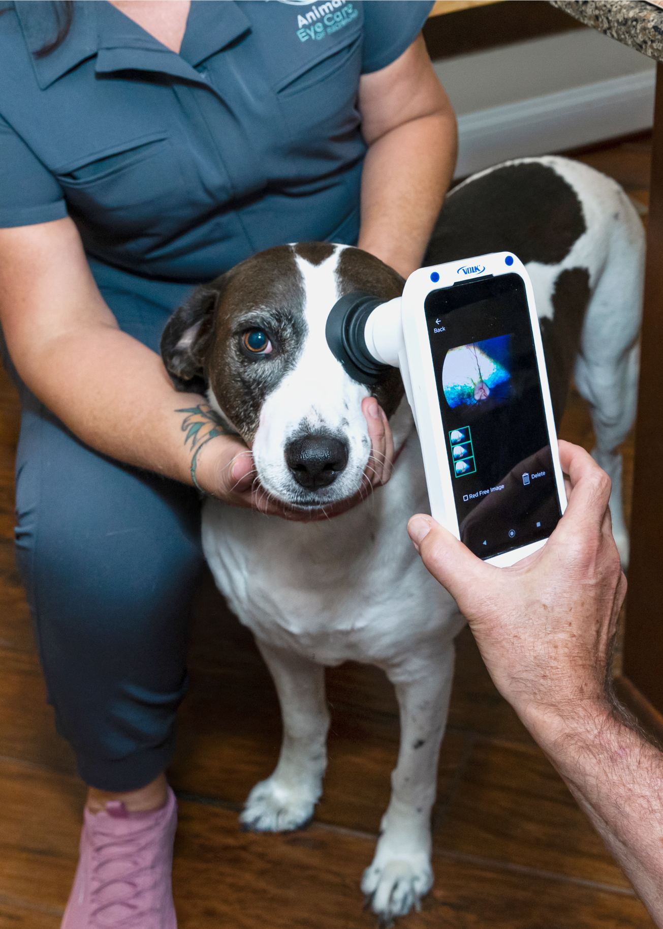 Veterinarian examining pet's eyes