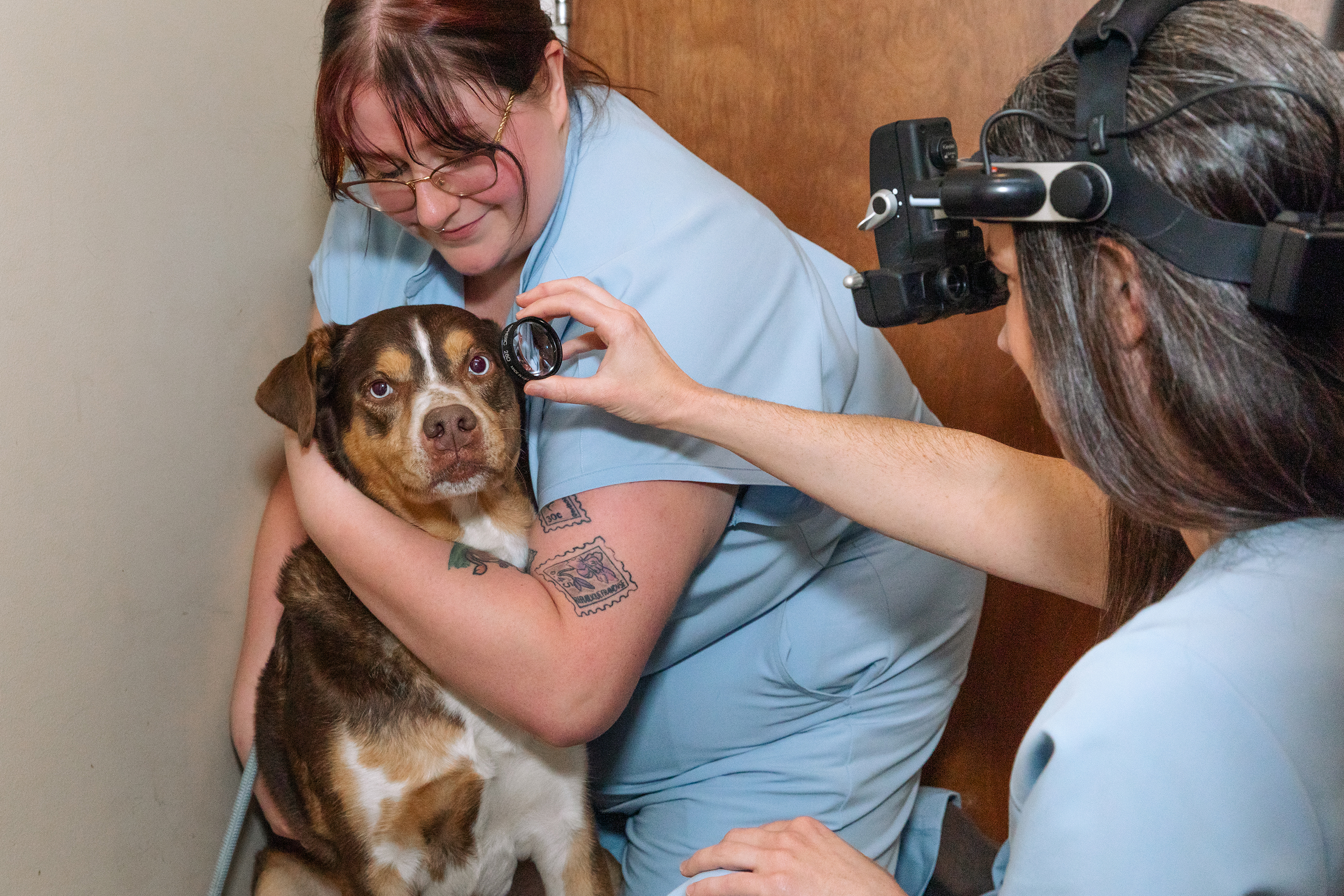 Retinal Disease - Veterinary ophthalmology service at Animal Eye Care of Richmond