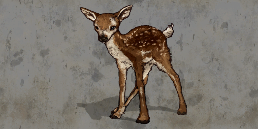 Fawn