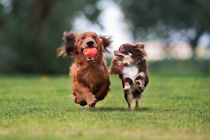 Playtime 🎾