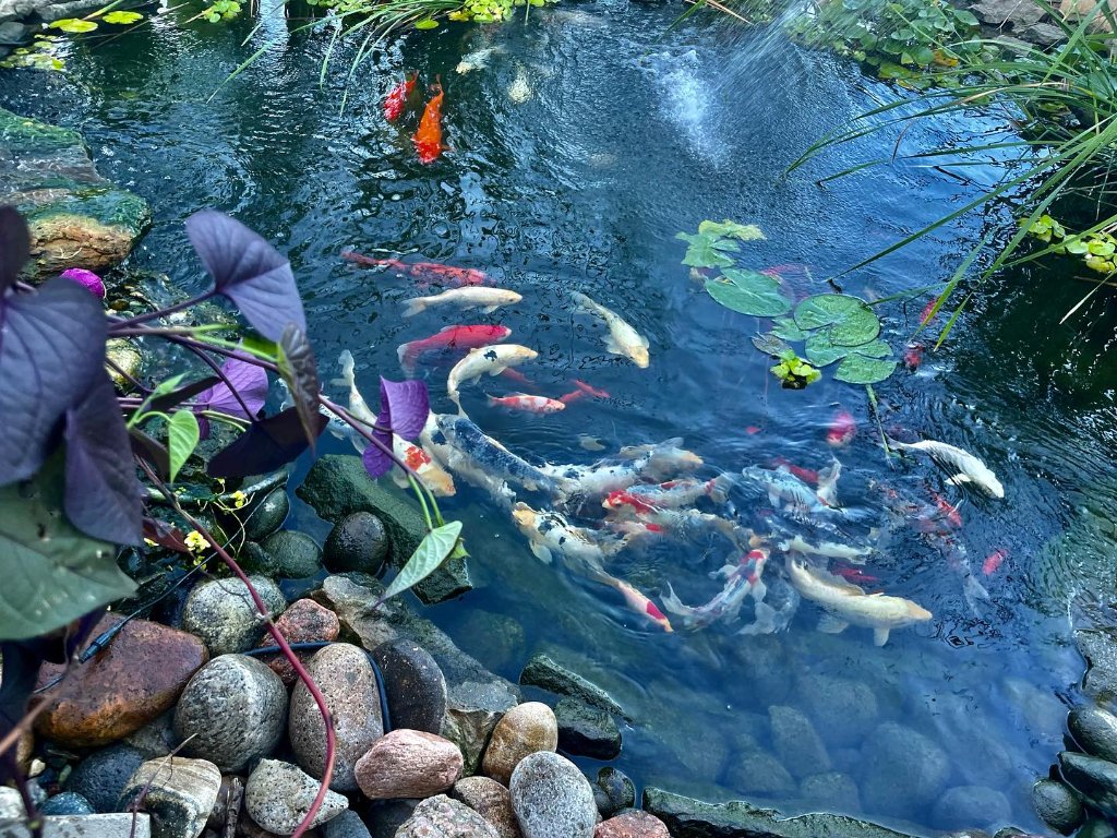 Amber's Koi Pond