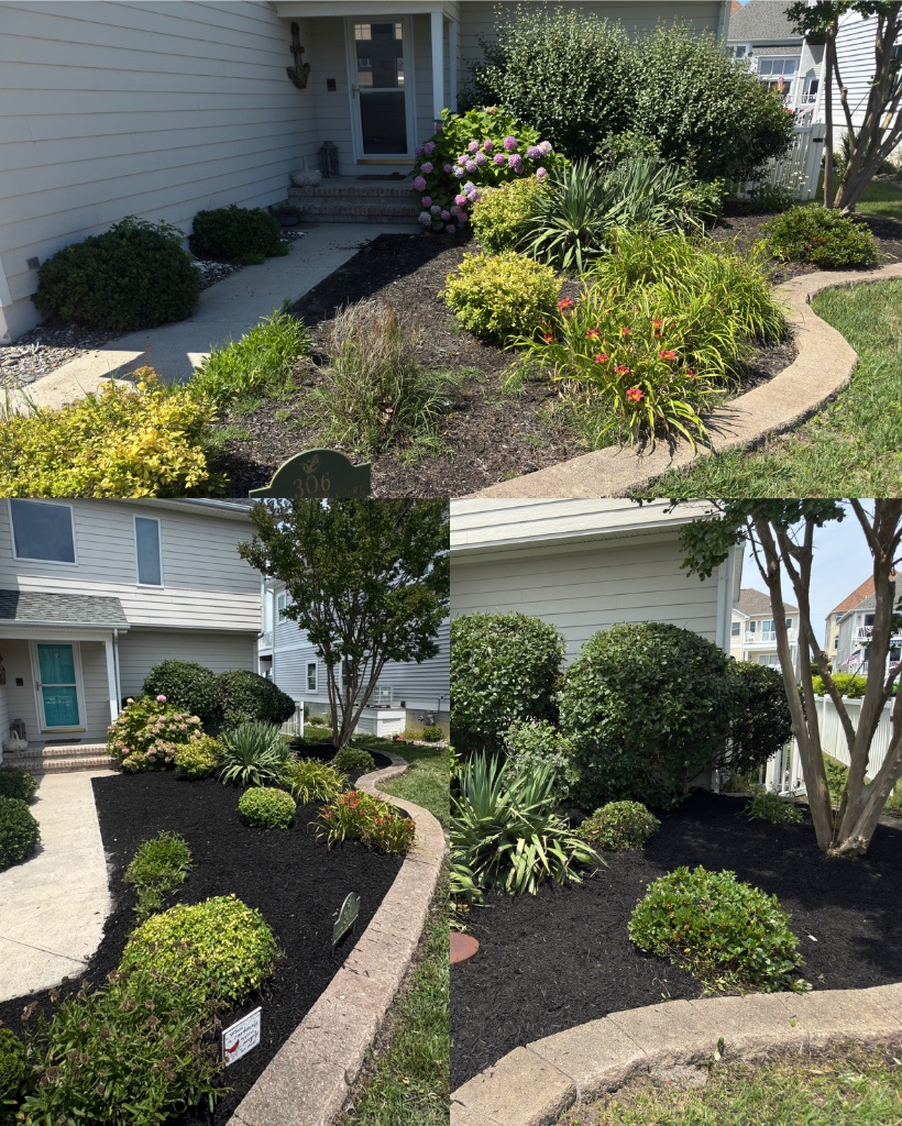 Before and after: garden bed cleanup with fresh mulch