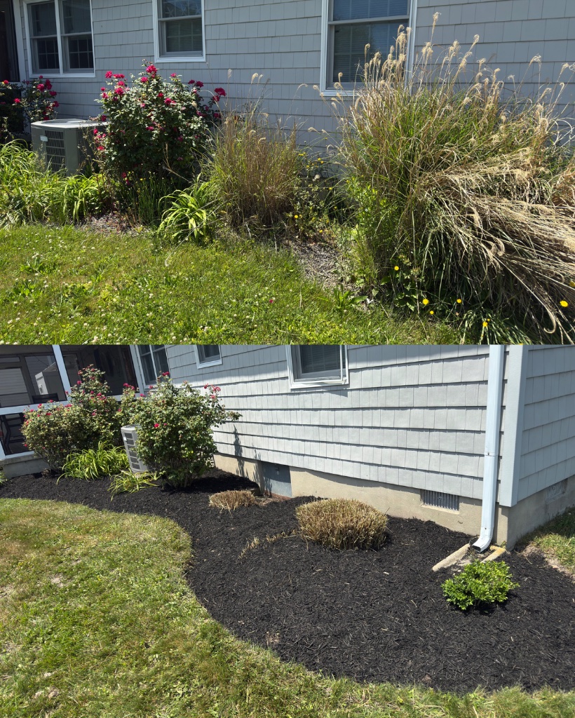 Before and after: side garden bed mulched and pruned