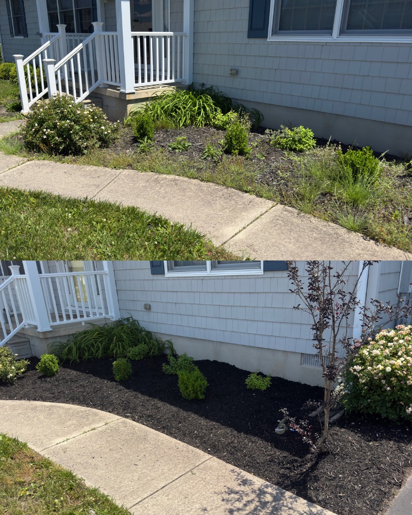 Before and after: garden bed with new shrubs and tree