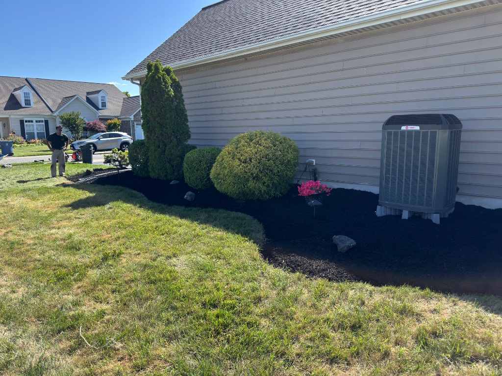 Mulched garden bed with arborvitae and shrubs
