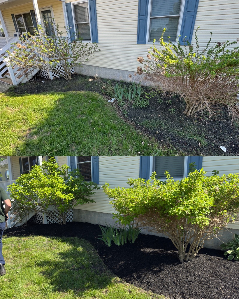 Before and after: garden bed refreshed with black mulch