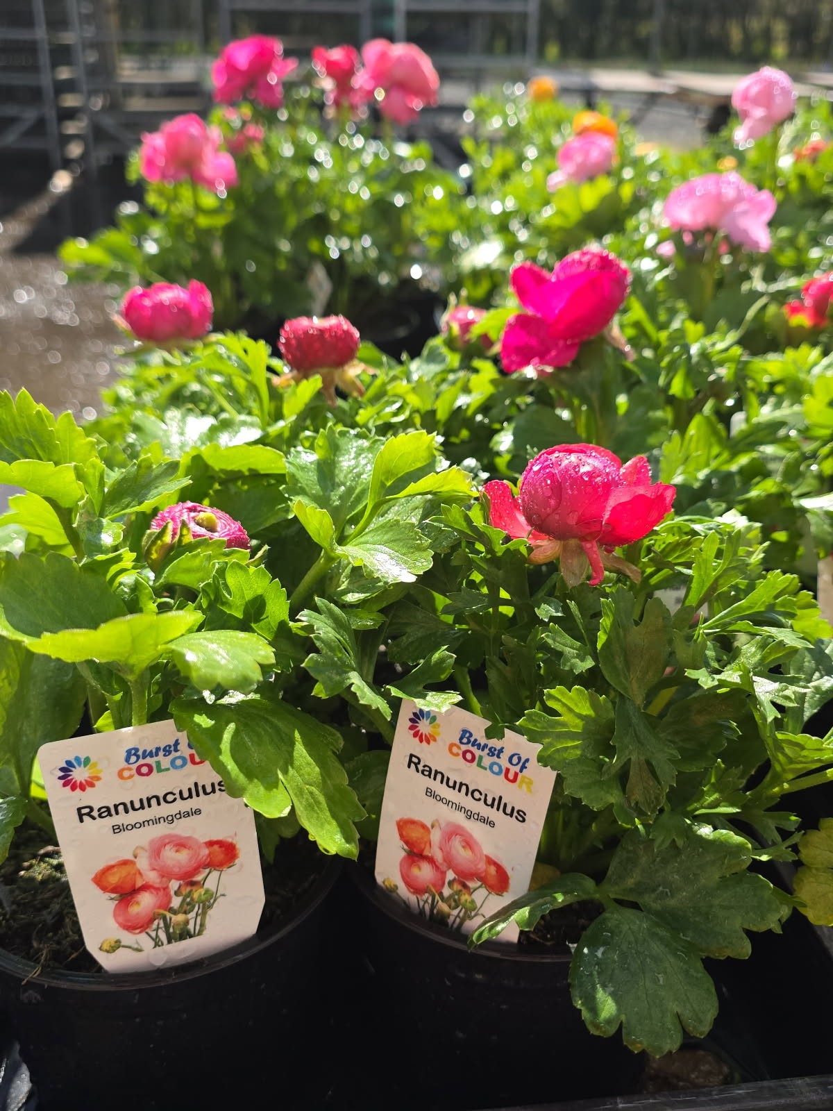 Burst of Colour Plant Tags