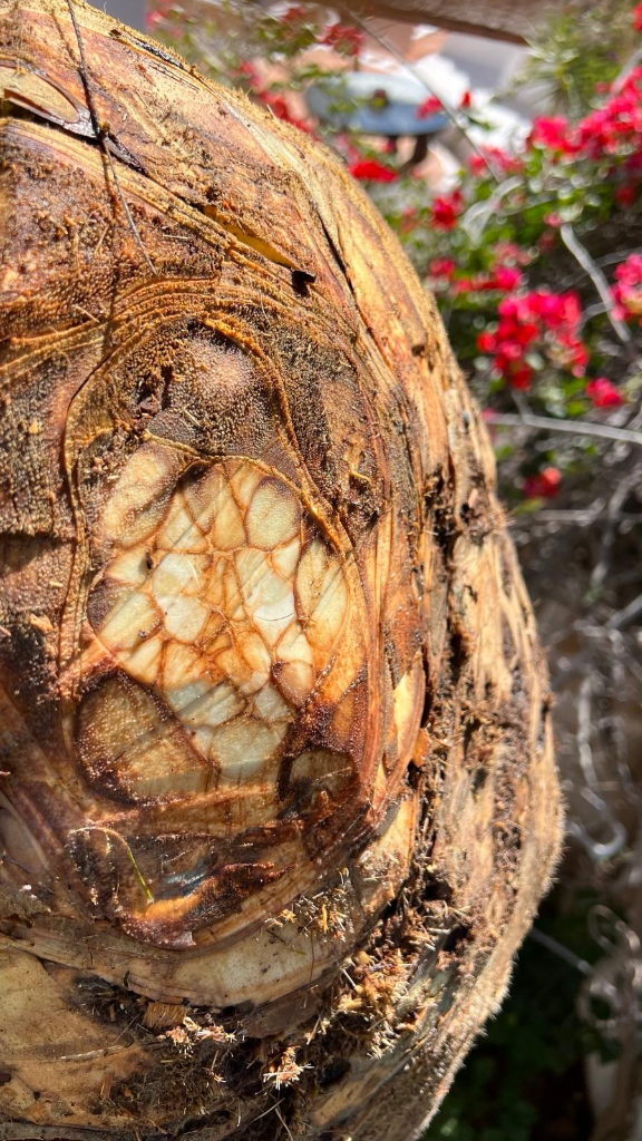 Salvación de Palmeras Enfermas con Picudo Rojo en Villa de Ibiza