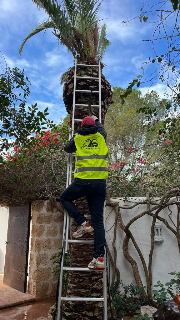 Técnico realizando intervención quirúrgica en palmera enferma a gran altura